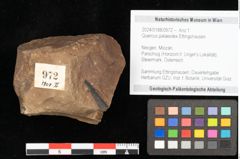Foto (Objekt + Etikett) von Quercus palaeoilex Ettingshausen (NHMW-GEO-2024-0188-0972)